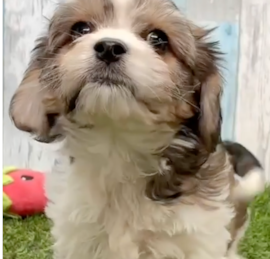 Cavachon Puppies For Sale - Pilesgrove Pups